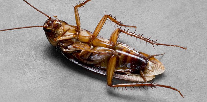 pest-control-cockroach