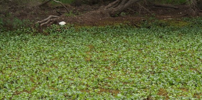 water-hyacinth -wpc